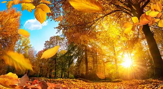 Jeep Tour Indian Summer: Westerwald